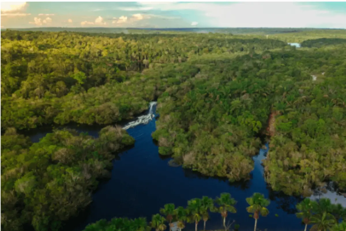 Xamanismo Amazonico