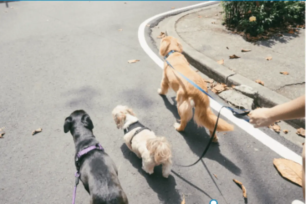 🕰️ Hábito 4: Rotina com Afeto – Previsibilidade Traz Paz 2 bem estar emocional do pet passeio