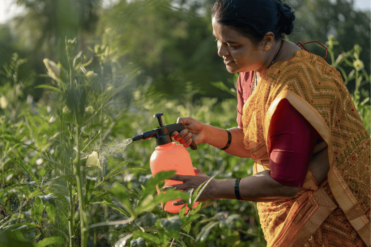 alimentos organicos sem