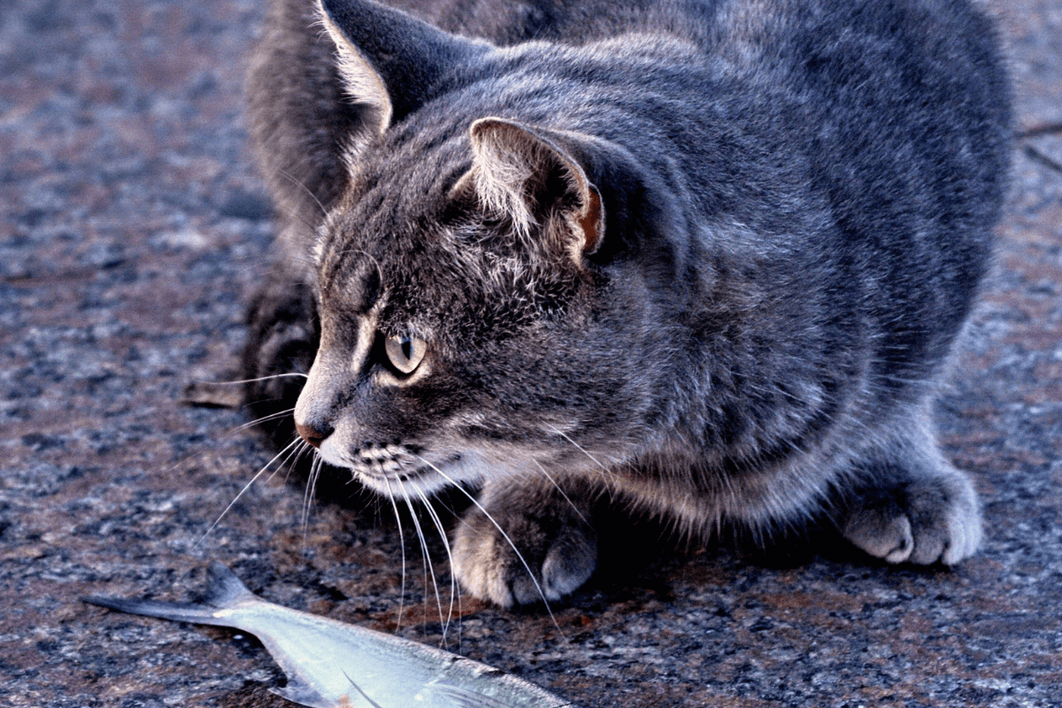 Alimentacao Natural para pet 1