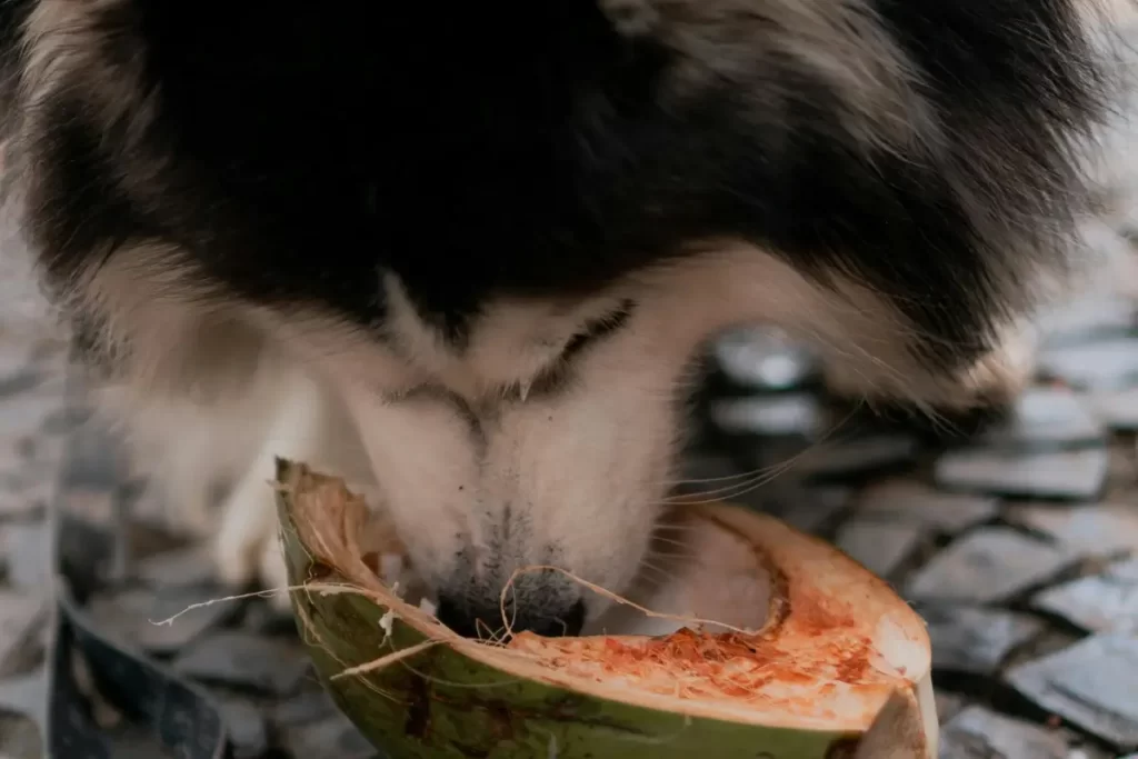 Do Prato ao Potinho: Benefícios da Alimentação Natural para Seu Pet 5 Alimentacao Natural para pet coco