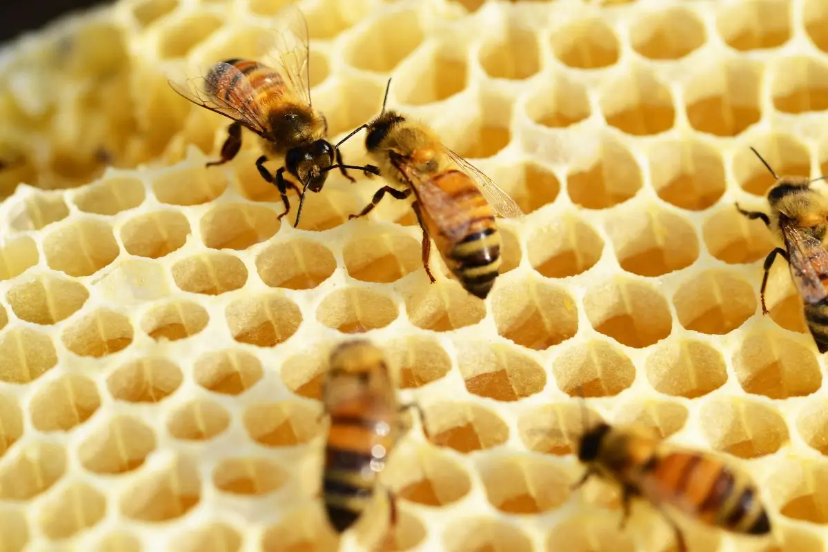 apiterapia abelhas no casulo