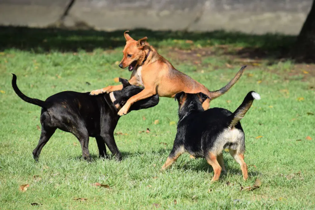 Cuidando do Bem-Estar do Seu Pet: Mudanças de Comportamento Pós-Festas 2 mu