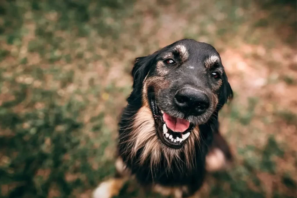 Cuidando do Bem-Estar do Seu Pet: Mudanças de Comportamento Pós-Festas 3 mudanca de comportamento alteracao