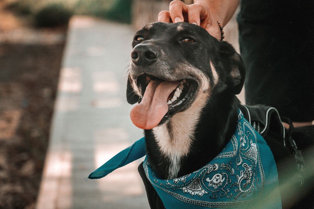 SOCIALIZACAO DO SEU PET CARINHO