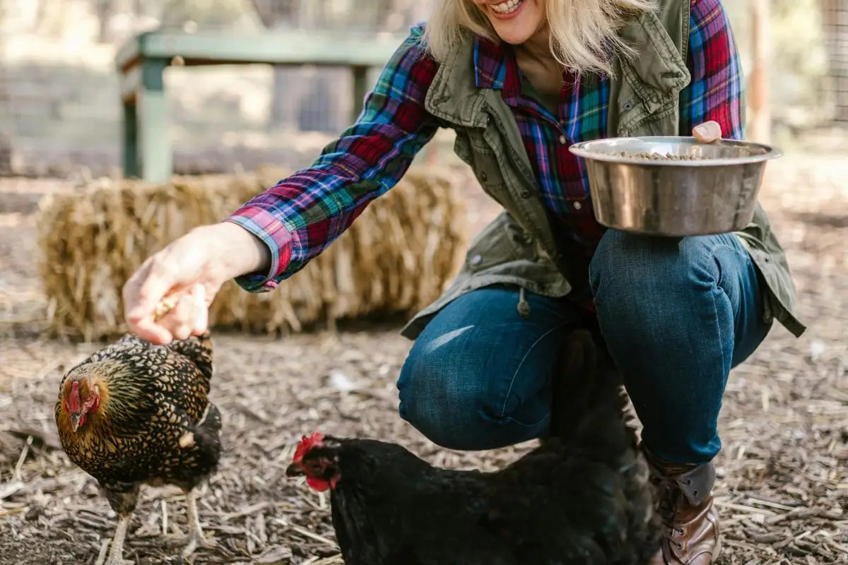 alimentando as galinhas