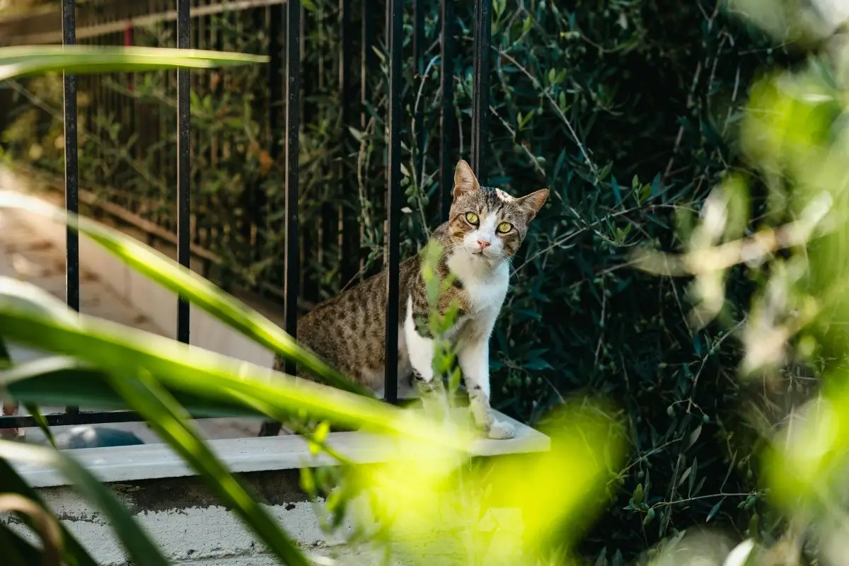 jardins com varanda cat