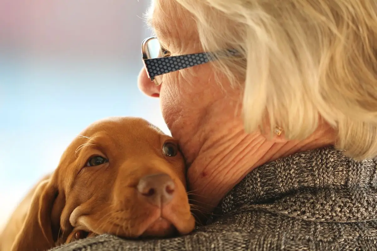 lealdade canina amor incondicional 1