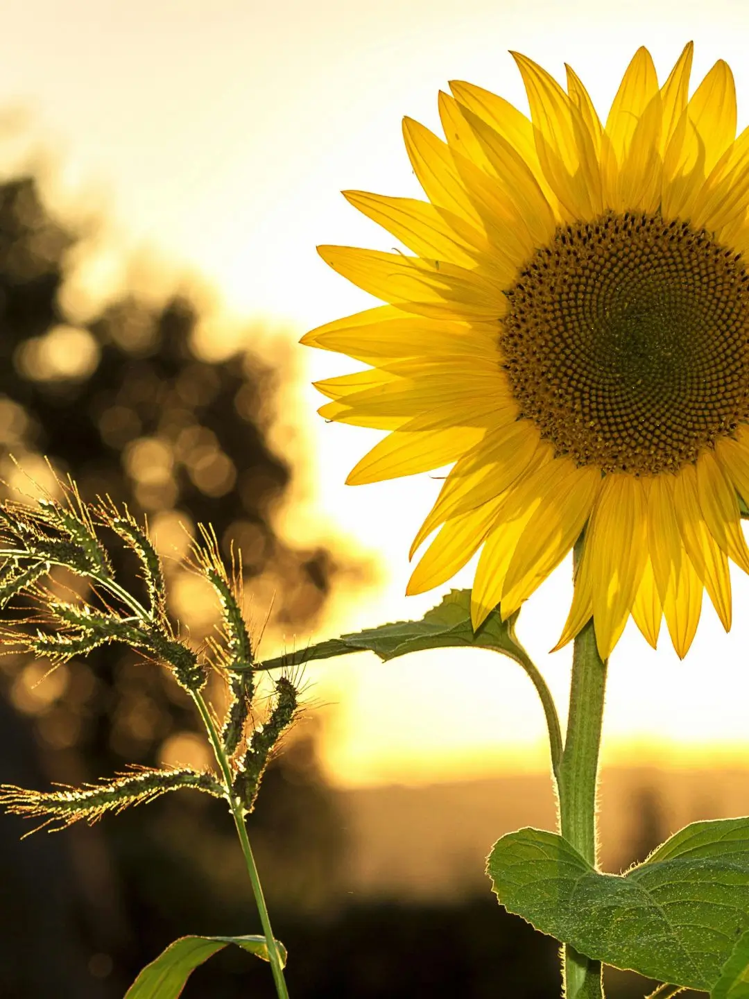DICAS DE SONO SOL DURANTE DIA