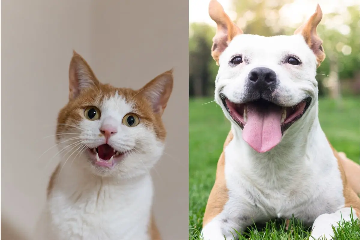 Bem-Estar Animal e Higiene: Dicas para Manter Seu Pet Sempre Limpo e Feliz 1 bem estar animal e higiene dicas para seu pet 1 1