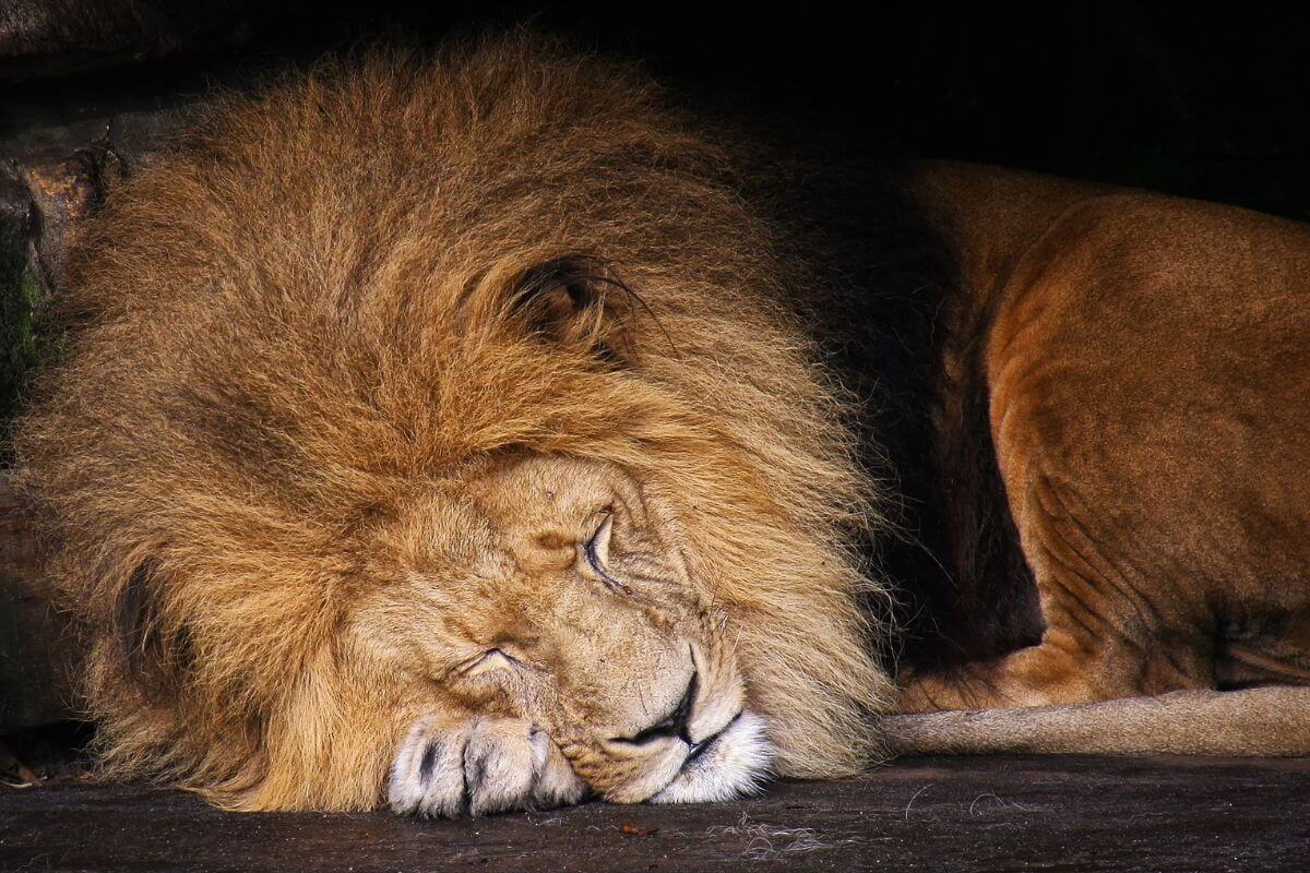 bem estar financeiro leao