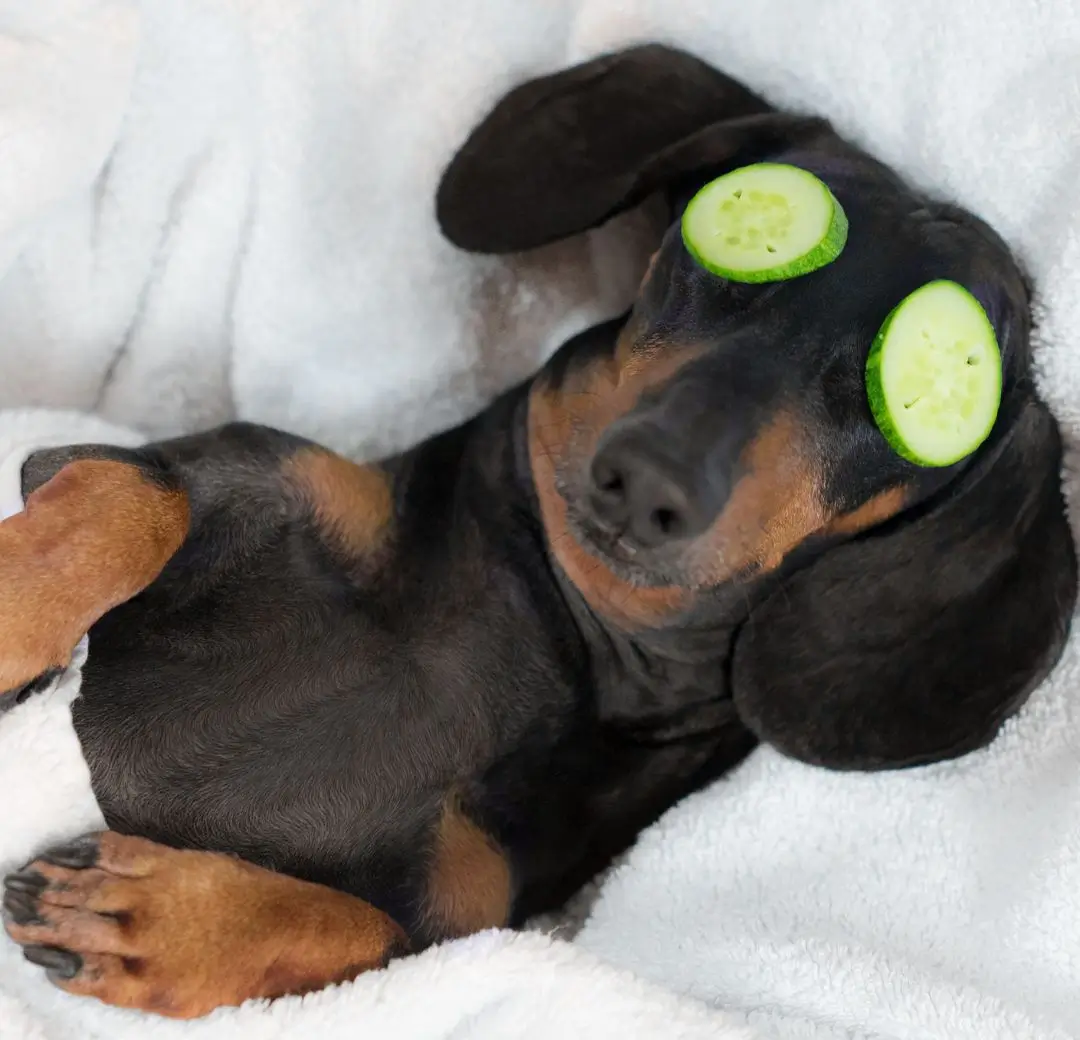 🌿 Hábito 3: Ambientes que Acolhem – Estímulos Positivos no Lar 2 tendencia pet spa