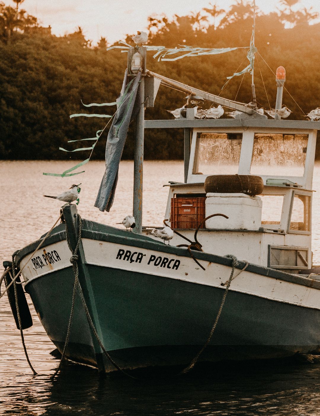 bacalhau ou salamao barco