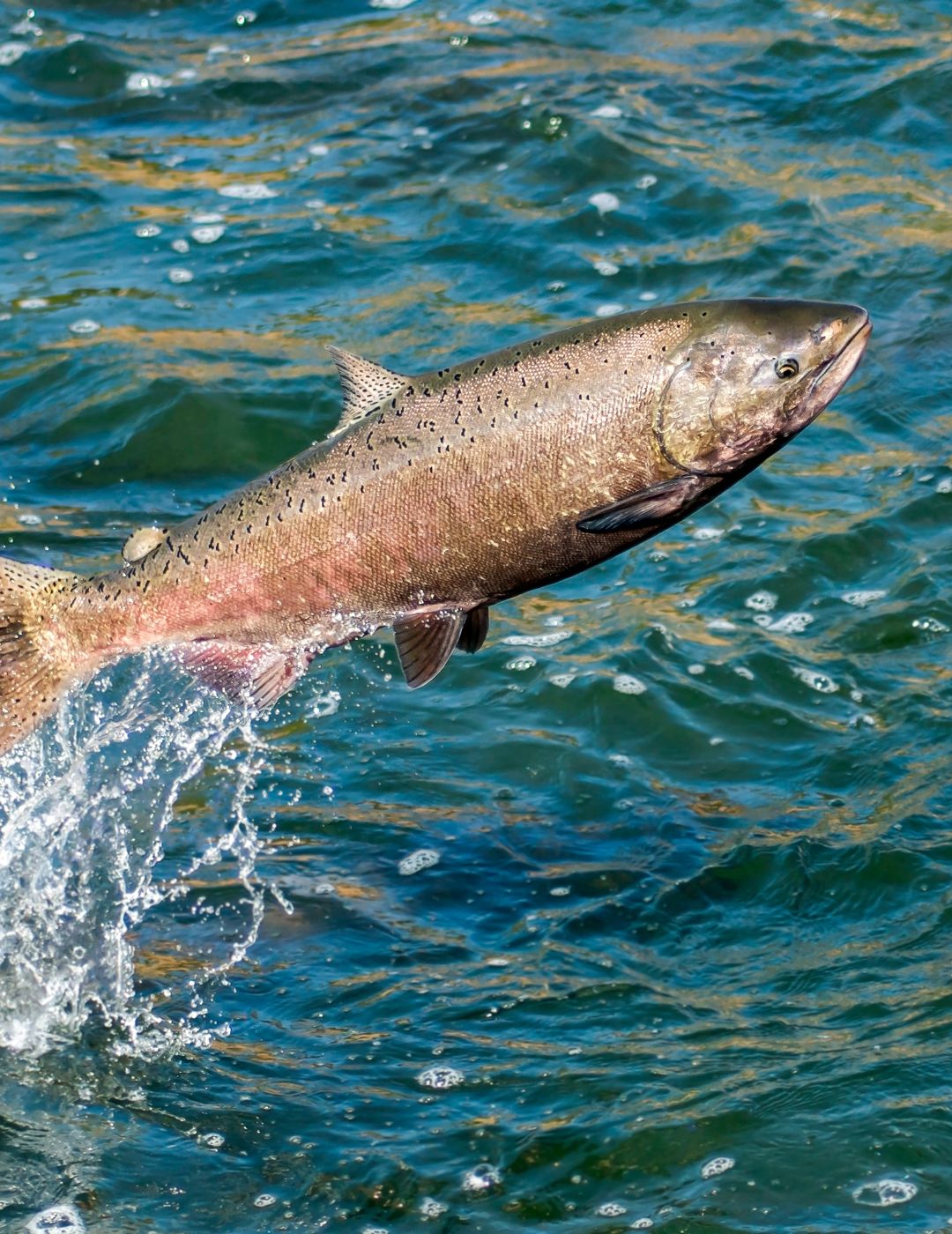 bacalhau ou salmao salmao vivo