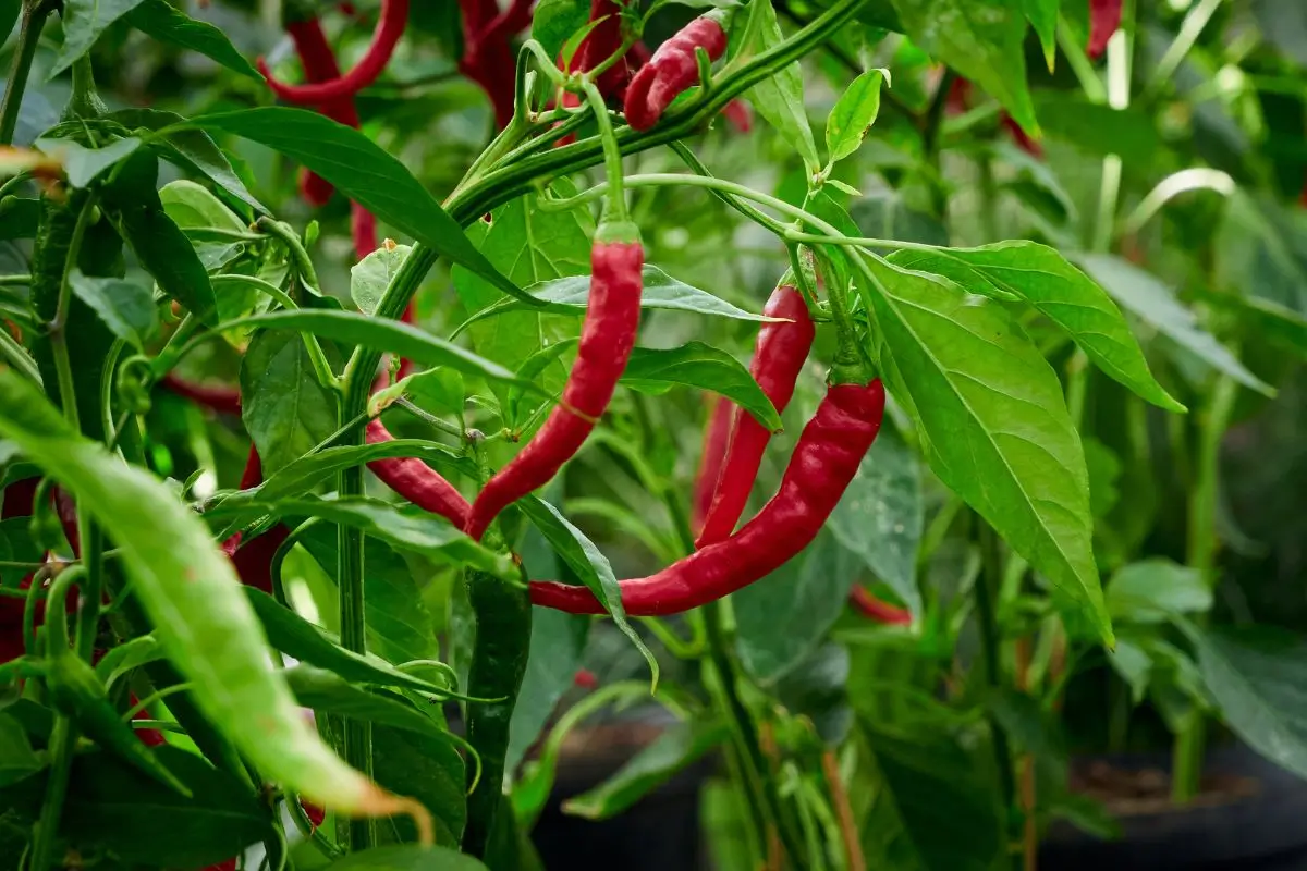 pimentas e bem estar 8