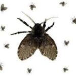 7 Soluções Naturais Para Espantar Mosquitinhos + O Que Eles Causam à Nossa Saúde 2 1 17