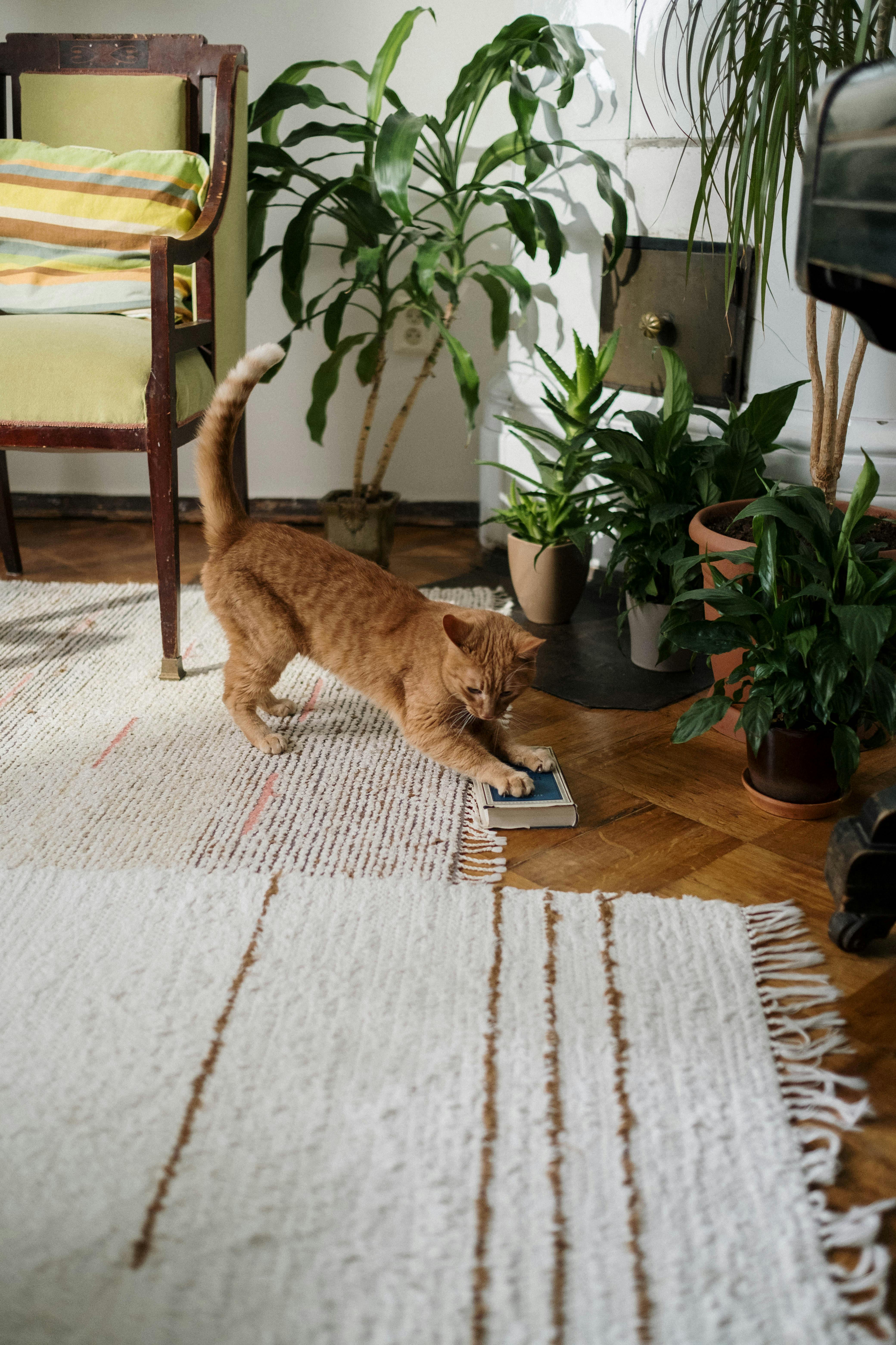 Biofilia para Pets: Criar um Ambiente Natural que Promove Bem-Estar e Reduz o Estresse 3 pexels cottonbro 6853518
