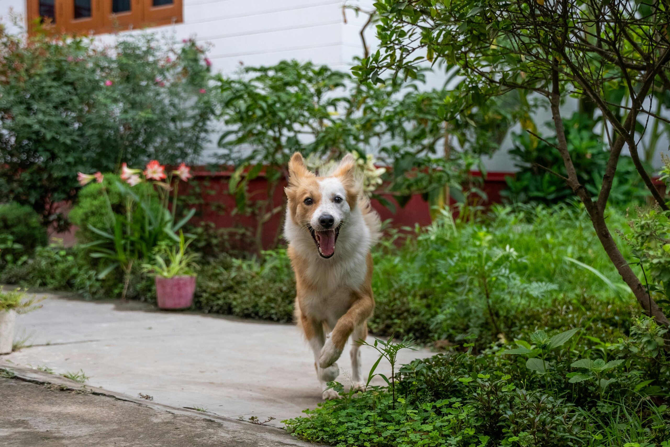 Biofilia para Pets: Criar um Ambiente Natural que Promove Bem-Estar e Reduz o Estresse 2 pexels pragyanbezbo 25713124 scaled