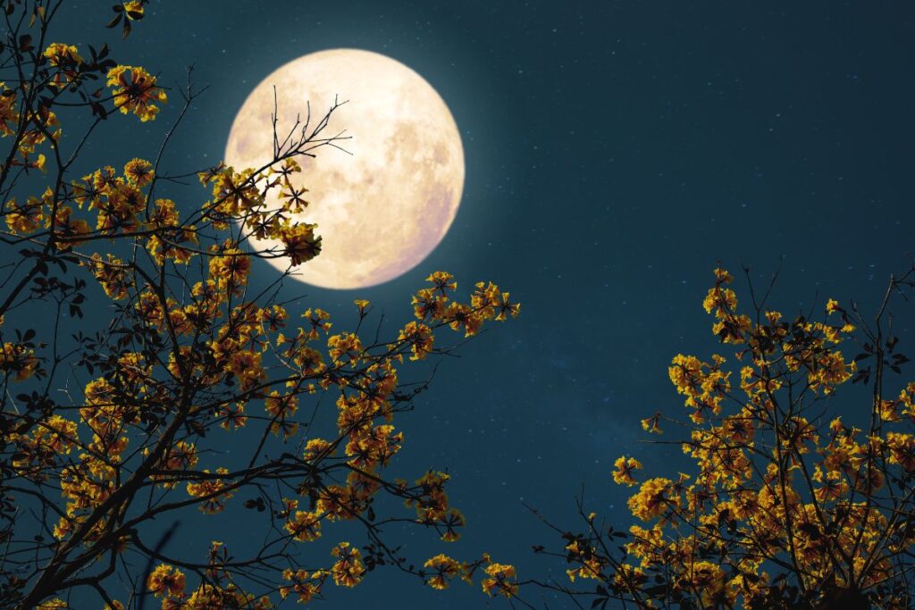 🌑Beleza em Quatro Fases: Rituais Lunares para Corpo, Cabelos e Emoções 2 2 9
